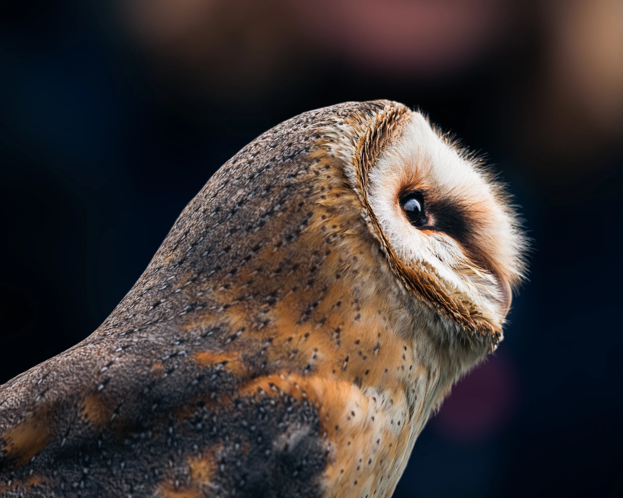 Close-up of an owl in profile, showing the fine detail of its feathers and dark eye.
