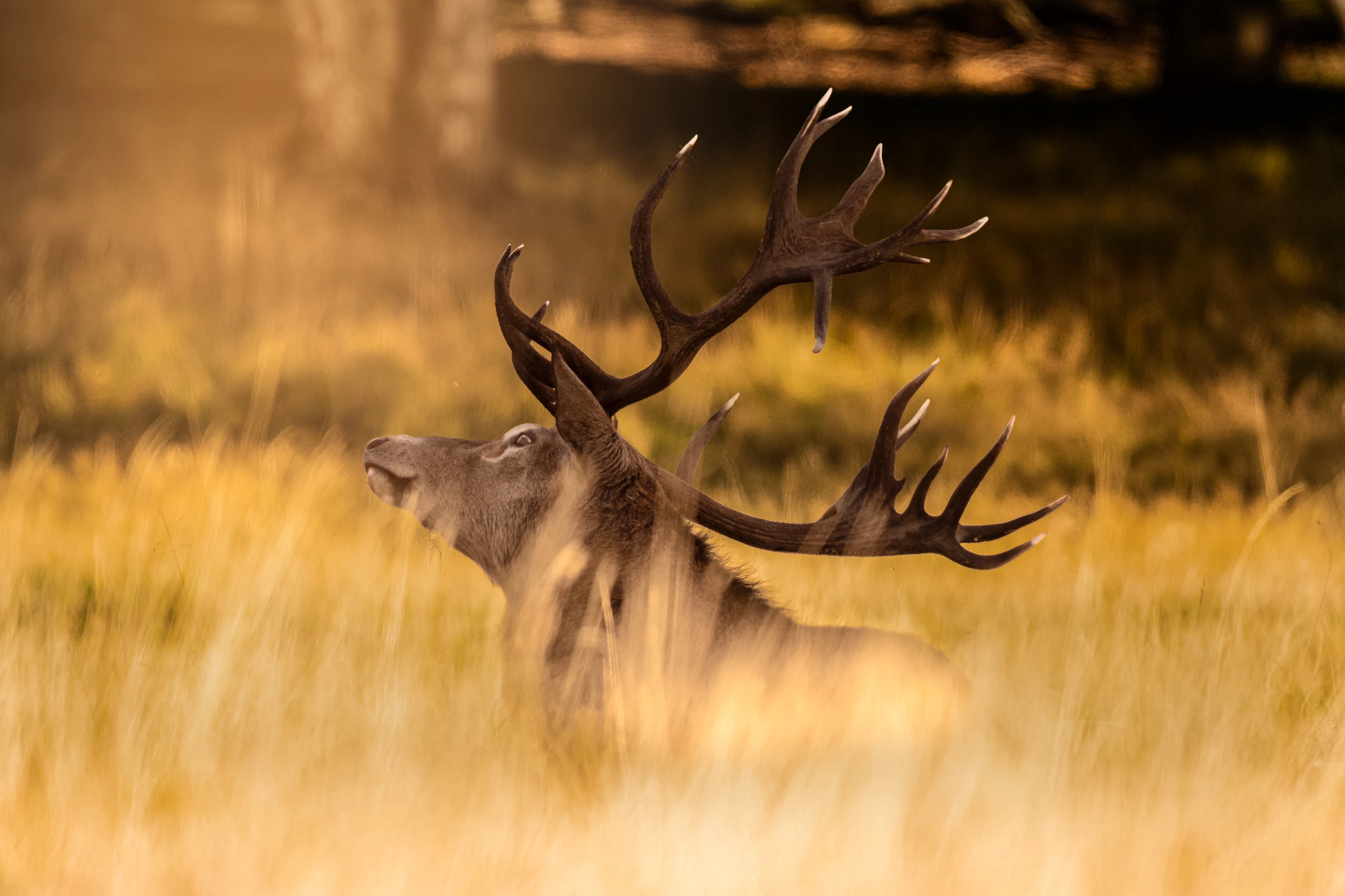 A red deer stag resting among golden grasses, its antlers catching the warm light.
